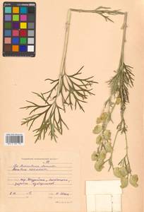 Борец корейский (H.Lév.) Rapaics, Сибирь, Дальний Восток (S6) (Россия)