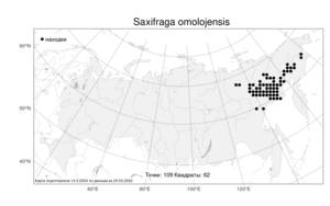 Saxifraga omolojensis, Камнеломка омолонская A. P. Khokhr., Атлас флоры России (FLORUS) (Россия)