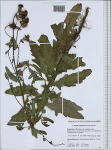 Cirsium arvense var. integrifolium Wimm. & Grab., Сибирь, Прибайкалье и Забайкалье (S4) (Россия)