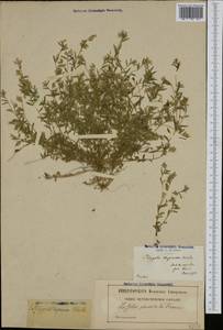 Polygala serpyllifolia J. A. C. Hose, Западная Европа (EUR) (Франция)