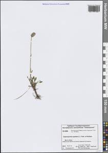 Silene uralensis subsp. apetala (L.) Bocquet, Сибирь, Центральная Сибирь (S3) (Россия)