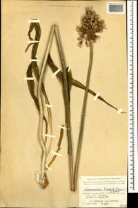 Allium tripedale Trautv., Кавказ, Азербайджан (K6) (Азербайджан)