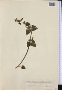 Яснотка пятнистая (L.) L., Западная Европа (EUR) (Румыния)