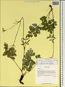 Hansenia oviformis (R. H. Shan) Pimenov & Kljuykov, Зарубежная Азия (ASIA) (КНР)