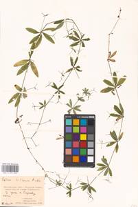 Подмаренник трехцветковый Michx., Восточная Европа, Московская область и Москва (E4a) (Россия)