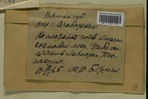 Ceratodon purpureus (Hedw.) Brid., Гербарий мохообразных, Мхи - Пермский край, Удмуртия, Свердловская и Кировская области (B8) (Россия)