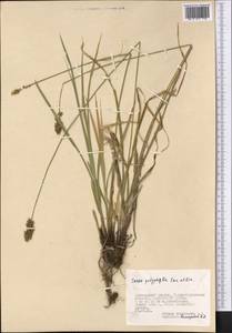 Осока многолистная Kar. & Kir., Средняя Азия и Казахстан, Джунгарский Алатау и Тарбагатай (M5) (Казахстан)