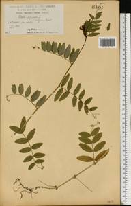 Горошек заборный L., Восточная Европа, Центральный лесостепной район (E6) (Россия)