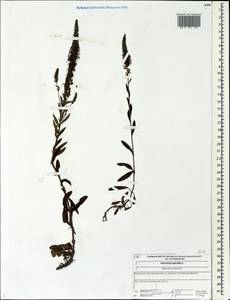 Вероника колосистая L., Восточная Европа, Центральный лесной район (E5) (Россия)