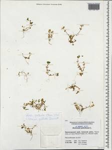 Stellaria apetala Bernardino, Кавказ, Краснодарский край и Адыгея (K1a) (Россия)