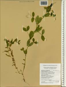 Lathyrus oleraceus Lam., Зарубежная Азия (ASIA) (Кипр)