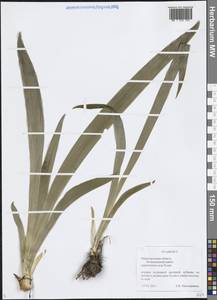 Ирис безлистный L., Восточная Европа, Волжско-Камский район (E7) (Россия)