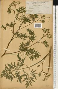 Вех ядовитый, Цикута L., Восточная Европа, Центральный лесостепной район (E6) (Россия)