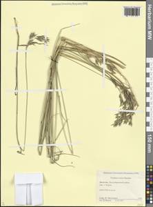Овсяница разноцветная Haenke, Кавказ, Дагестан (K2) (Россия)