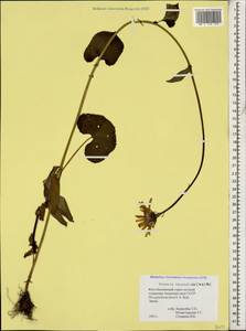 Долихориза кавказская (M. Bieb.) Galushko, Кавказ, Южная Осетия (K4b) (Южная Осетия)