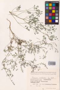 Дымянка Шлейхера Soy.-Will., Восточная Европа, Нижневолжский район (E9) (Россия)