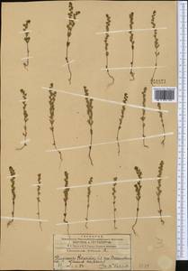 Вероника весенняя L., Средняя Азия и Казахстан, Западный Тянь-Шань и Каратау (M3) (Казахстан)