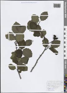 Ольха серая (L.) Moench, Восточная Европа, Московская область и Москва (E4a) (Россия)