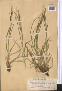 Осока светлая M.Bieb., Средняя Азия и Казахстан, Западный Тянь-Шань и Каратау (M3) (Казахстан)