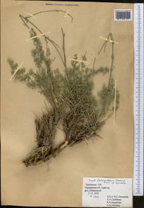 Libanotis fasciculata Korov., Средняя Азия и Казахстан, Западный Тянь-Шань и Каратау (M3) (Казахстан)