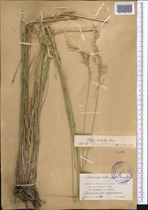 Neotrinia splendens (Trin.) M.Nobis, P.D.Gudkova & A.Nowak, Средняя Азия и Казахстан, Муюнкумы, Прибалхашье и Бетпак-Дала (M9) (Казахстан)