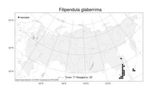Filipendula glaberrima, Таволга гладчайшая (Nakai) Nakai, Атлас флоры России (FLORUS) (Россия)