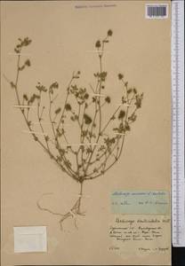 Люцерна маленькая (L.) Bartal., Средняя Азия и Казахстан, Копетдаг, Бадхыз, Малый и Большой Балхан (M1) (Туркмения)