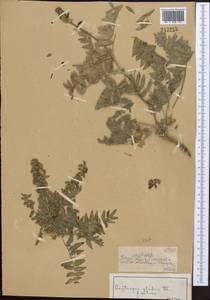 Остролодочник голый DC., Средняя Азия и Казахстан, Муюнкумы, Прибалхашье и Бетпак-Дала (M9) (Казахстан)