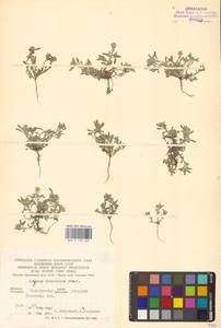 Бурачок туркестанский Regel & Schmalh. ex Regel, Восточная Европа, Нижневолжский район (E9) (Россия)