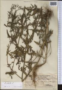 Лебеда раскидистая L., Средняя Азия и Казахстан, Западный Тянь-Шань и Каратау (M3) (Казахстан)