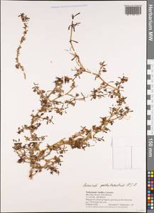 Sesuvium portulacastrum (L.) L., Америка (AMER) (Кюрасао)
