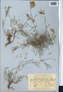 Astragalus karkarensis Popov, Средняя Азия и Казахстан, Северный и Центральный Тянь-Шань (M4) (Киргизия)