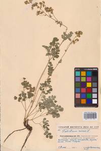 Bасилисник малый L., Восточная Европа, Северо-Украинский район (E11) (Украина)