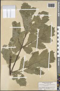 Heracleum paphlagonicum Czeczott, Зарубежная Азия (ASIA) (Турция)