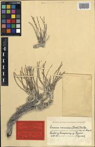 Limonium cretaceum Cherkasova, Средняя Азия и Казахстан, Западный Тянь-Шань и Каратау (M3) (Казахстан)