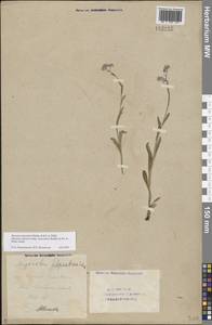 Myosotis alpestris subsp. suaveolens (Waldst. & Kit. ex Willd.) Strid, Восточная Европа, Восточный район (E10) (Россия)