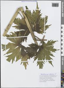 Живокость высокая L., Сибирь, Западная Сибирь (S1) (Россия)