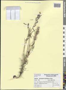 Astragalus barbidens Freyn, Кавказ, Дагестан (K2) (Россия)