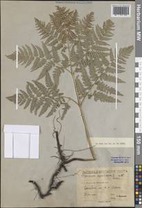 Pteridium aquilinum subsp. pinetorum (C.N.Page & R.R.Mill) J.A.Thomson, Восточная Европа, Северо-Западный район (E2) (Россия)