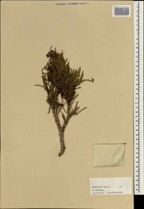 Plumbaginaceae, Зарубежная Азия (ASIA) (Йемен)