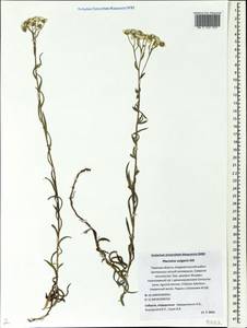 Achillea ptarmica subsp. ptarmica, Восточная Европа, Северо-Западный район (E2) (Россия)