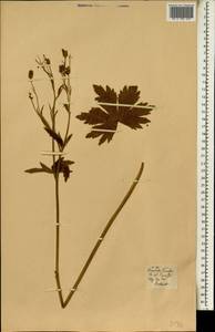 Ranunculus cortusifolius subsp. cortusifolius, Африка (AFR) (Испания)