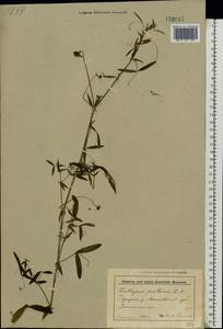 Чина луговая L., Восточная Европа, Белоруссия (E3a) (Белоруссия)