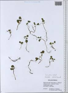 Ива полярная Wahlenb., Сибирь, Чукотка и Камчатка (S7) (Россия)