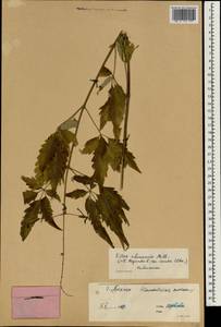 Vitex negundo var. negundo, Зарубежная Азия (ASIA) (КНР)