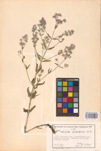 MHA 0 155 701, Nepeta ucranica subsp. parviflora (M.Bieb.) M.Masclans de Bolos, Восточная Европа, Южно-Украинский район (E12) (Украина)
