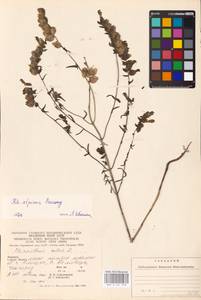 MHA 0 161 978, Rhinanthus riphaeus Krock., Восточная Европа, Западно-Украинский район (E13) (Украина)