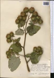 Лопух большой L., Средняя Азия и Казахстан, Западный Тянь-Шань и Каратау (M3) (Узбекистан)