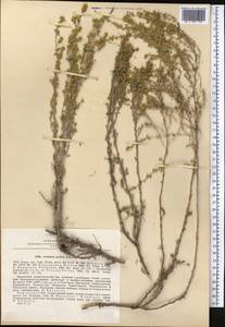 Artemisia prolixa Krasch. ex Poljakov, Средняя Азия и Казахстан, Памир и Памиро-Алай (M2) (Киргизия)