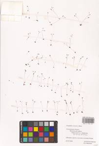 Крупка весенняя L., Восточная Европа, Западный район (E3) (Россия)